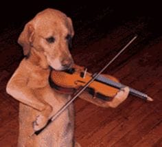 Brown dog learning to play the violin